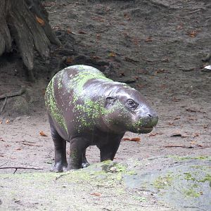 Pygmy hippopotamus - Toni