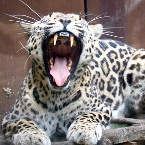 Persian leopard