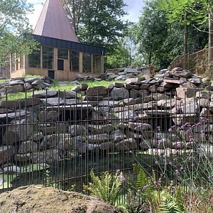 Yellow-footed Rock Wallaby enclosure