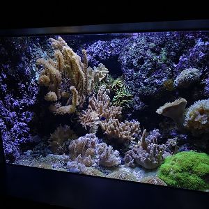 Aquarium: Tank for small tropical fishes (species list in comments)