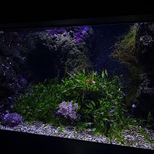 Aquarium: Tank for sea horses and others (species list in comments)