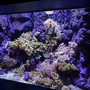 Aquarium: Tank for cardinalfish and others (species list in comments)