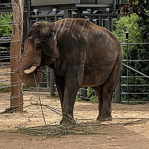 Asian Elephant  - Fort Worth Zoo