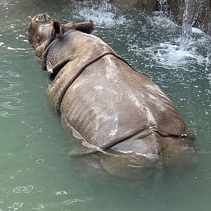 Greater One-Horned Rhinoceros - Fort Worth Zoo