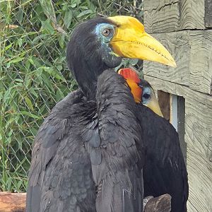 Wrinkled Hornbill - Fort Worth Zoo