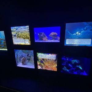 Wall of aquariums