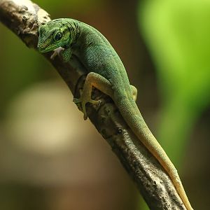 Electric blue day gecko : Whipsnade : 29 Jun 2025