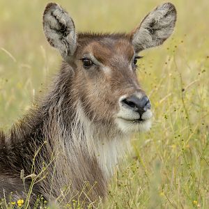 Waterbuck (Common waterbuck) : Whipsnade : 22 Jun 2025
