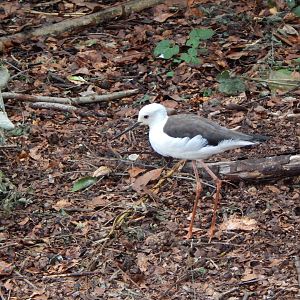 Black-winged stilt - Walkthrough Aviary in Fur, Feathers & Scales 150725
