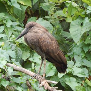 Hamerkop - Walkthrough Aviary in Fur, Feathers & Scales 150725