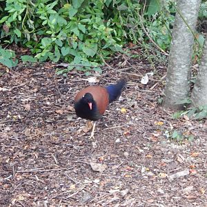 White-naped pheasant-pigeon - Walkthrough Aviary in Fur, Feathers & Scales 150725