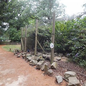Himalayan monal aviary 150725