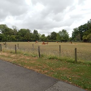 Javan banteng enclosure 150725