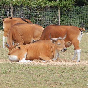 Javan bantengs 150725