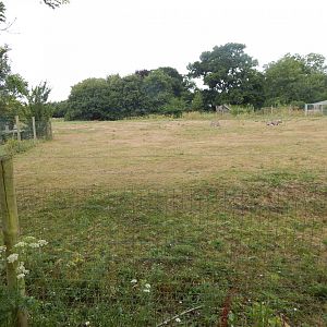 Beisa oryx enclosure 150725