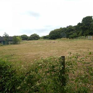 Beisa oryx enclosure 150725