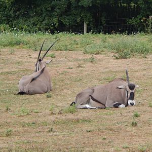 Beisa oryxes 150725