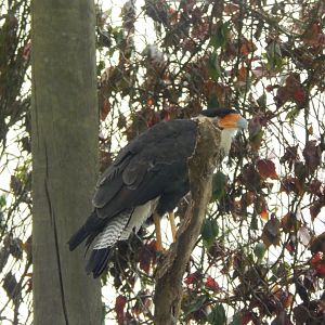 Southern crested caracara 150725