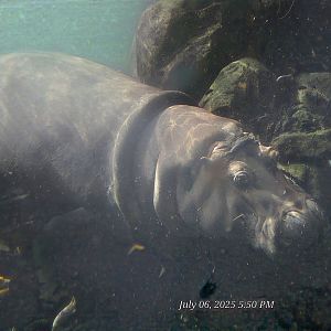 Hippopotamus - Fort Worth Zoo