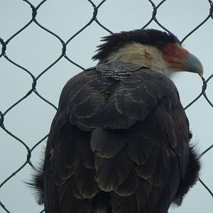 Southern crested caracara 150725