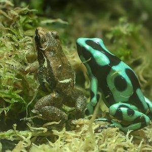 Trinidad poison frog; Green and black poison dart frog : Colchester Zoo : 17 Jul 2025