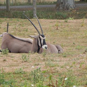 Beisa oryxes 150725
