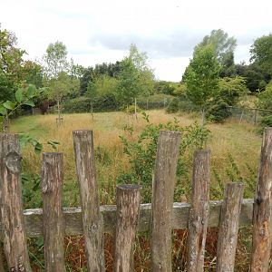 Okapi enclosure 150725