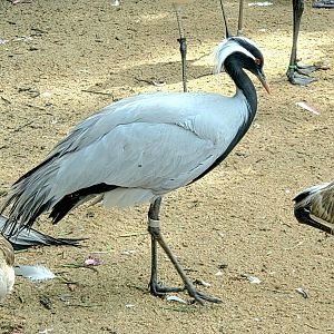 Demoiselle Crane - Fort Worth Zoo