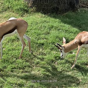 Springbok - Fort Worth Zoo