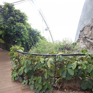 Tropical House 150725