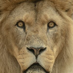 Lion (African lion) : Colchester Zoo : 17 Jul 2025