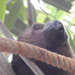 Tropical House - Linnaeus' two-toed sloth 150725