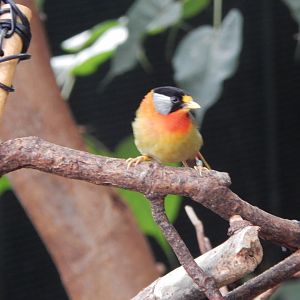 Tropical House - Silver-eared mesia 150725