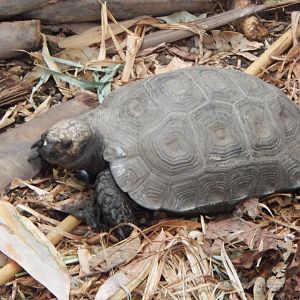 Tropical House - Northern brown tortoise 150725
