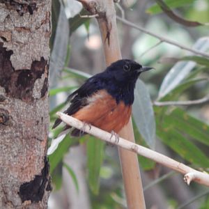 Tropical House - White-rumped shama 150725
