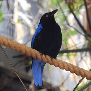 Tropical House - Asian fairy bluebird 150725