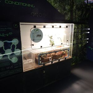 Tropical House - Leafcutter ants exhibit  150725