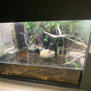 Tropical House - Exhibit for Rio Cauca caecilian/Utila spiny-tailed iguana 150725