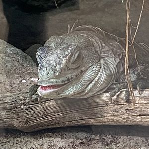 Tropical House - Utila spiny-tailed iguana 150725