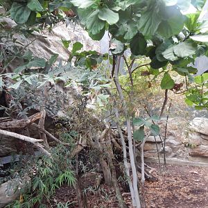 Tropical House - Crocodile monitor exhibit 150725