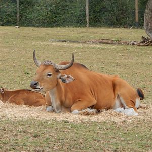 Javan bantengs 150725