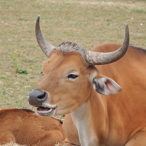 Javan banteng 150725