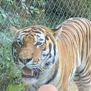 Siberian tiger 150725