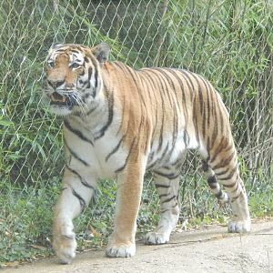Siberian tiger 150725