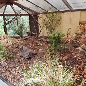 Dark cusimanse enclosure 150725