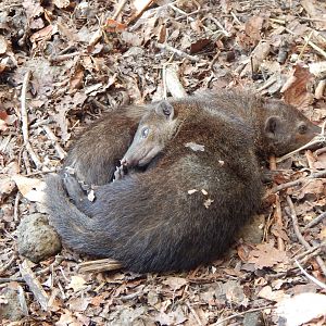 Dark cusimanses 150725