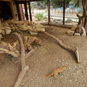 Yellow mongoose enclosure 150725