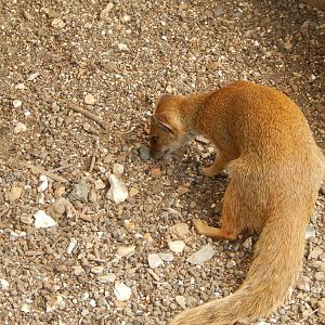 Yellow mongoose 150725