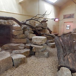 Yellow mongoose enclosure - indoors 150725