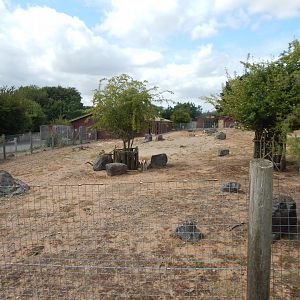 Addax and Saharan dorcas exhibit 150725
